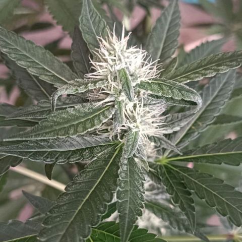 Bubble Gum growlog timeline photo