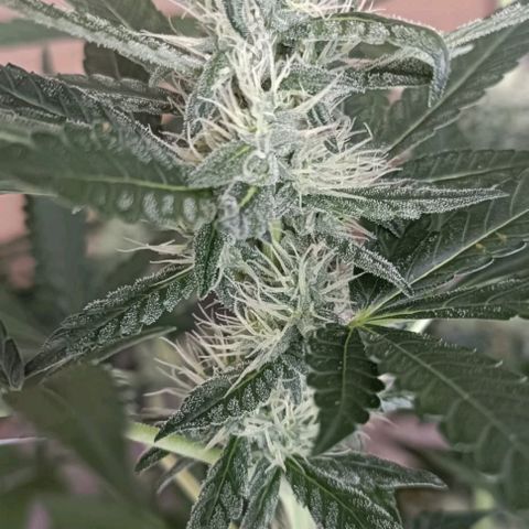 Bubble Gum growlog timeline photo
