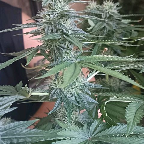 Bubble Gum growlog photo: Tutorado 