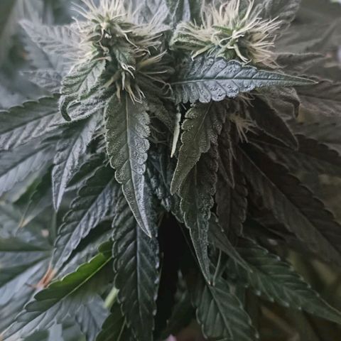 Bubble Gum growlog photo: Tutorado 