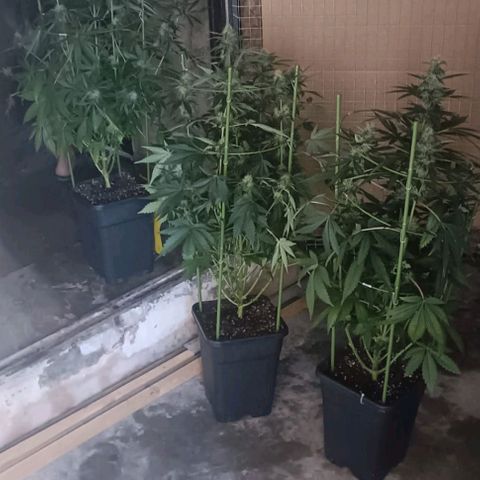 Bubble Gum growlog photo: Tutorado 