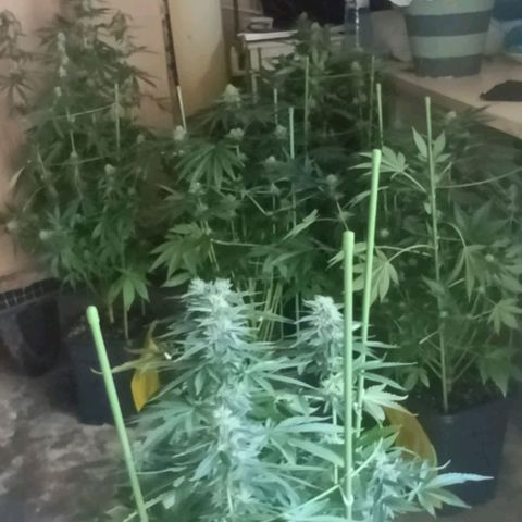 Bubble Gum growlog photo: Tutorado 