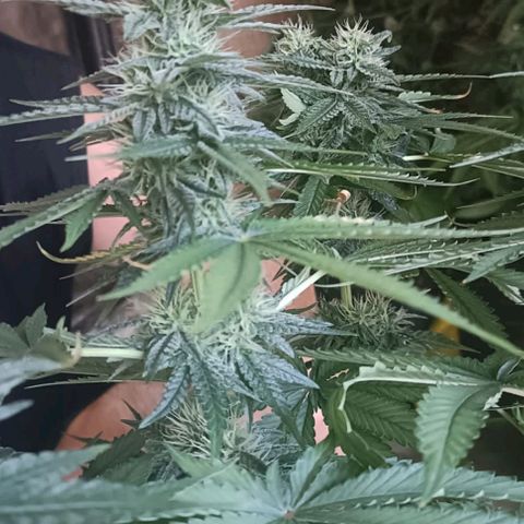 Bubble Gum growlog photo: Tutorado 