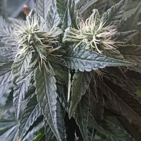 Bubble Gum growlog photo: Tutorado 