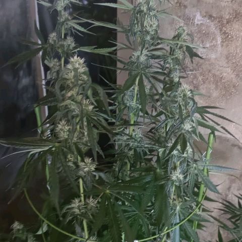 Bubble Gum growlog photo: Tutorado 