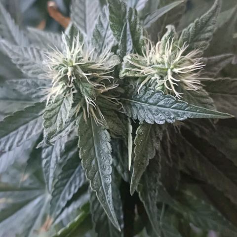 Bubble Gum growlog photo: Tutorado 