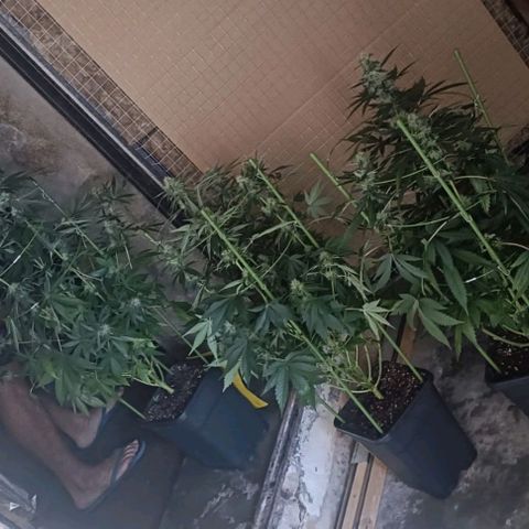 Bubble Gum growlog photo: Tutorado 