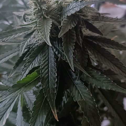 Bubble Gum growlog photo: Tutorado 