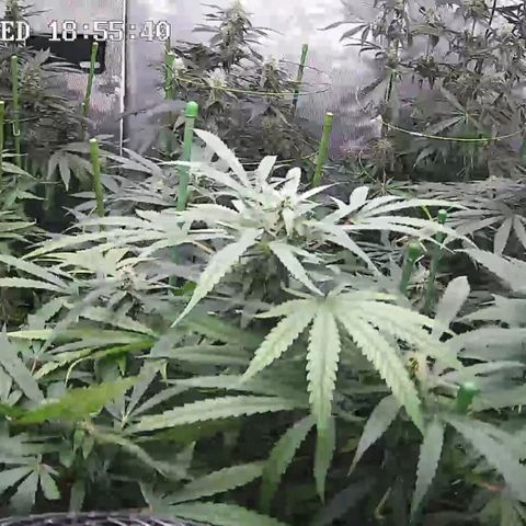 Bubble Gum growlog timeline photo
