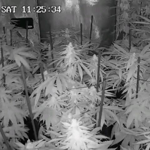 Bubble Gum growlog timeline photo