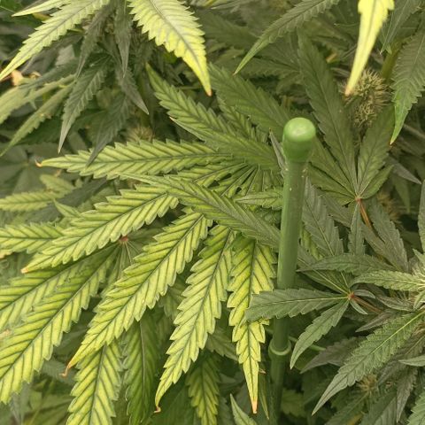 Bubble Gum growlog photo: Deficiencia o carencia?🤔