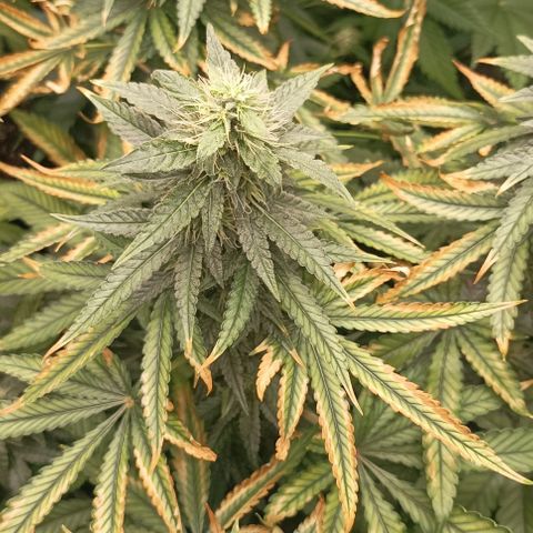 Bubble Gum growlog photo: Deficiencia o carencia?🤔