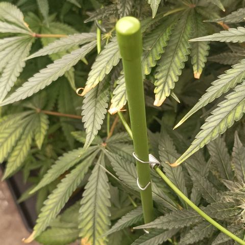 Bubble Gum growlog photo: Deficiencia o carencia?🤔