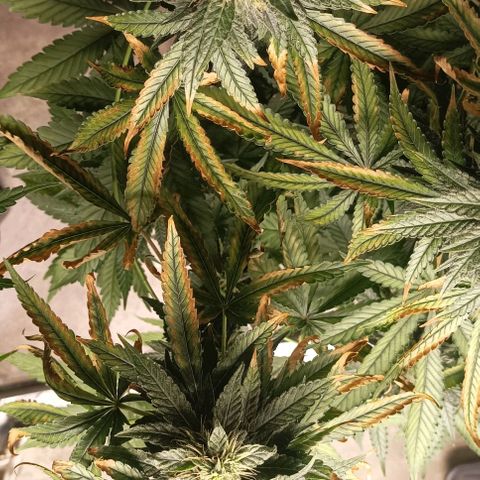 Bubble Gum growlog photo: Deficiencia o carencia?🤔