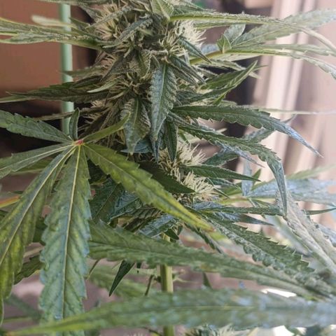 Bubble Gum growlog timeline photo