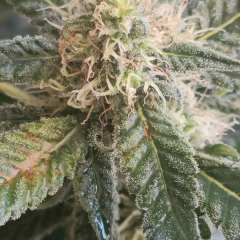 Bubble Gum growlog timeline photo