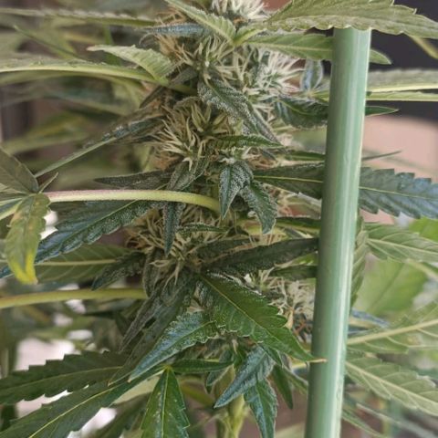 Bubble Gum growlog timeline photo