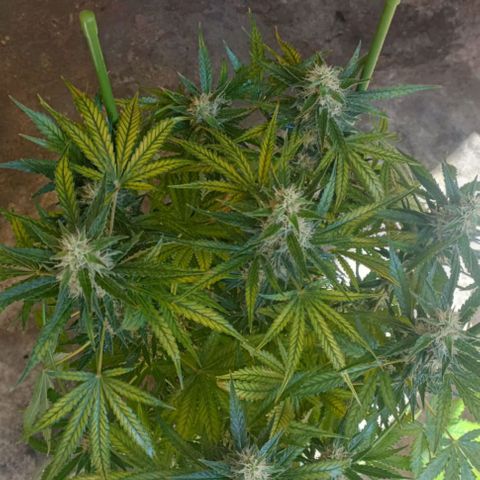 Bubble Gum growlog timeline photo