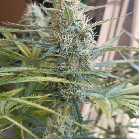 Bubble Gum growlog timeline photo