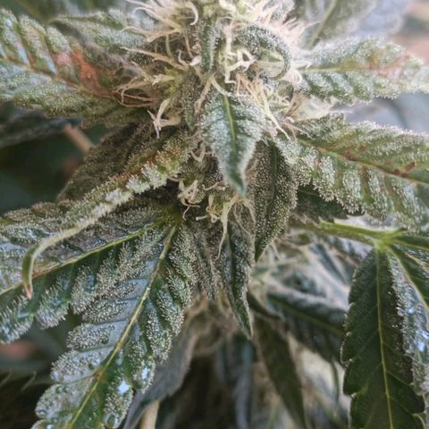 Bubble Gum growlog timeline photo