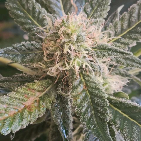 Bubble Gum growlog timeline photo