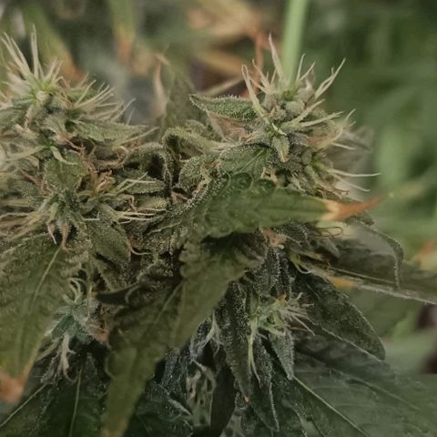Bubble Gum growlog timeline photo