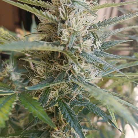 Bubble Gum growlog timeline photo