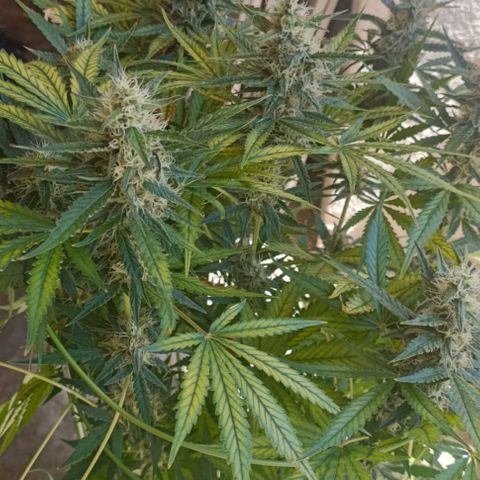 Bubble Gum growlog timeline photo