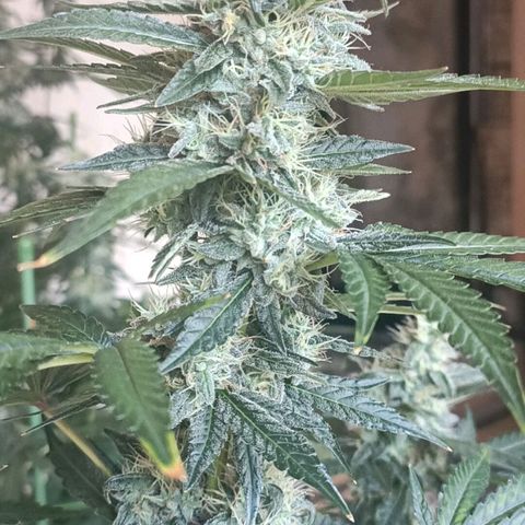 Bubble Gum growlog timeline photo