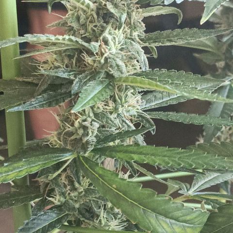 Bubble Gum growlog timeline photo