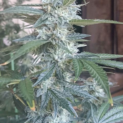 Bubble Gum growlog timeline photo