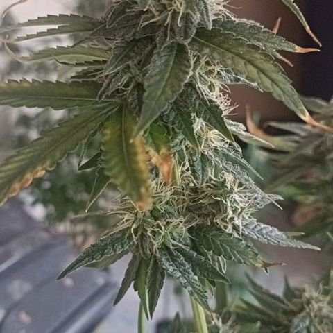 Bubble Gum growlog timeline photo