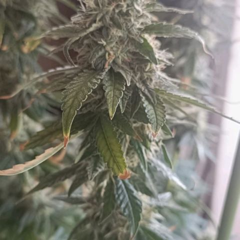 Bubble Gum growlog timeline photo