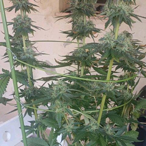 Bubble Gum growlog timeline photo