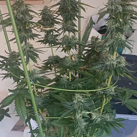 Bubble Gum growlog timeline photo