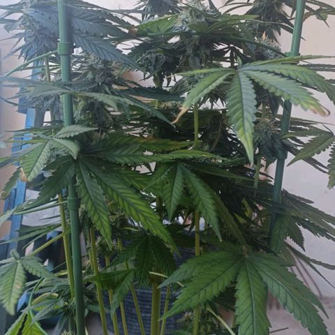 Bubble Gum growlog timeline photo