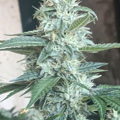 Bubble Gum growlog timeline photo