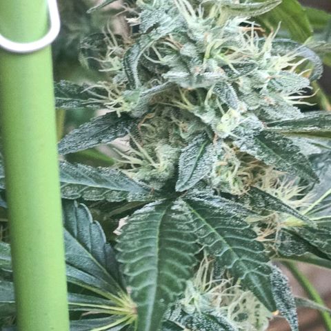 Bubble Gum growlog timeline photo