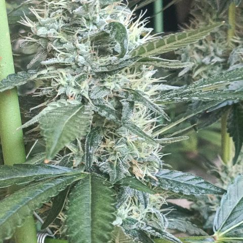 Bubble Gum growlog timeline photo