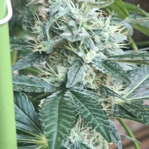 Bubble Gum growlog timeline photo