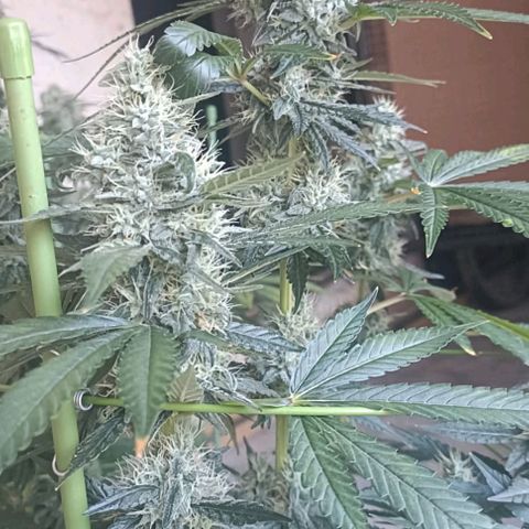 Bubble Gum growlog timeline photo