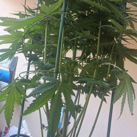 Bubble Gum growlog timeline photo