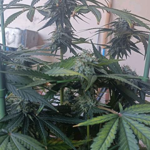 Bubble Gum growlog timeline photo