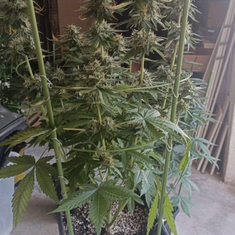 Bubble Gum growlog timeline photo