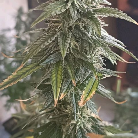 Bubble Gum growlog timeline photo