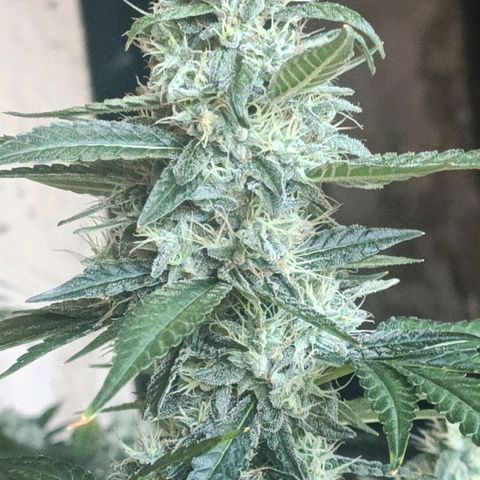 Bubble Gum growlog timeline photo