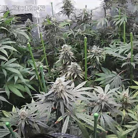 Bubble Gum growlog timeline photo