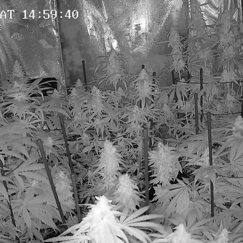 Bubble Gum growlog timeline photo