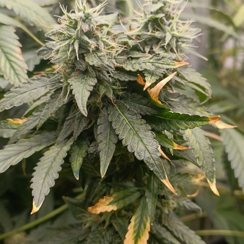 Bubble Gum growlog timeline photo