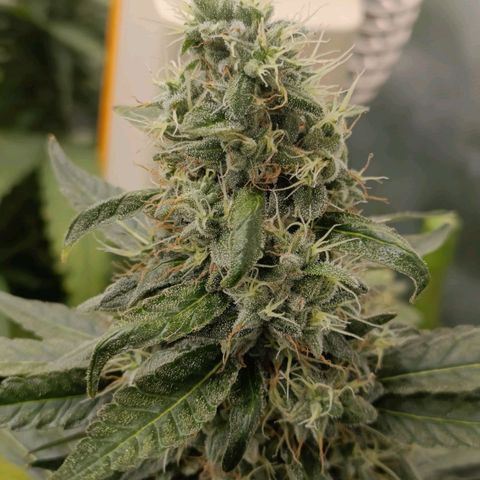 Bubble Gum growlog timeline photo